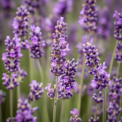 Obraz premium Lavender Field Close-Up: Aromatic Beauty in Nature