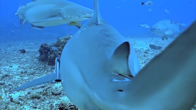 A shark's head is shown in the water. The shark is surrounded by fish. The shark's head is large and has a sharp point. Part of series Underwater World of Bahamas.