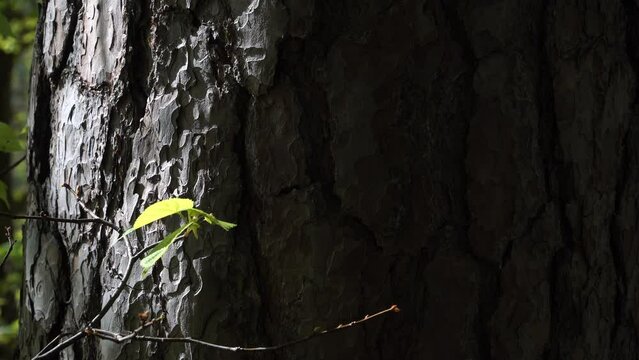 Wild nature elements beauty. View of the single deciduous branch with green leaf in a close-up on a background of the pine tree trunk's rough bark texture.