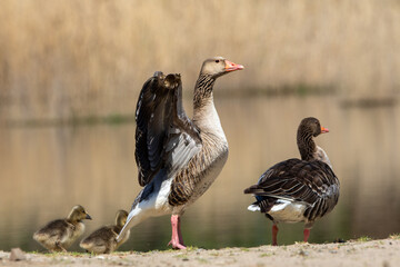 The greylag goose spreading wings on shore of the lake