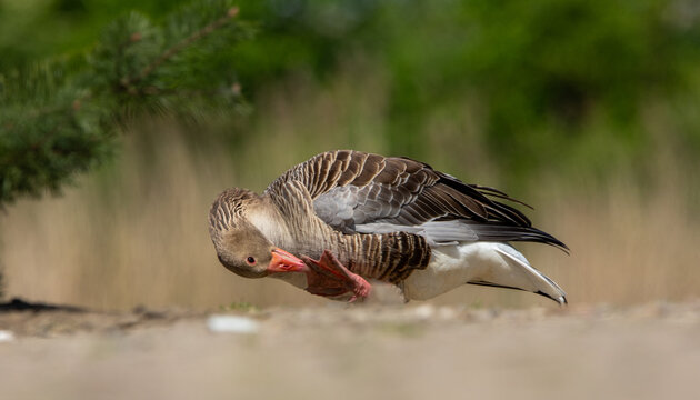 The greylag goose (anser anser) cleaning wings on shore of the lake