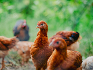 Flock of young brown chickens in natural setting. Poultry farming and agriculture concept