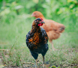 Flock of young brown chickens in natural setting. Poultry farming and agriculture concept