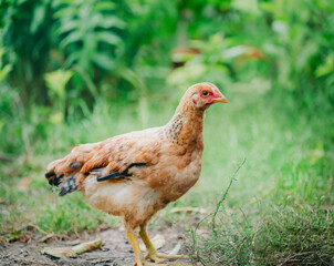 Flock of young brown chickens in natural setting. Poultry farming and agriculture concept