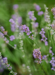 Lavender flowers in bloom on blurred green background. Summer flowers