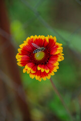 Red flowers blooming on tall stem with soft focus background. Garden and beauty in nature concept