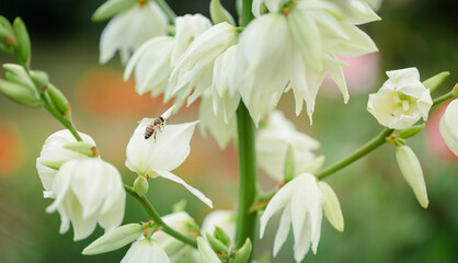 White flowers blooming on tall stem with soft focus background. Garden and beauty in nature concept