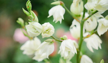 Obraz premium White flowers blooming on tall stem with soft focus background. Garden and beauty in nature concept