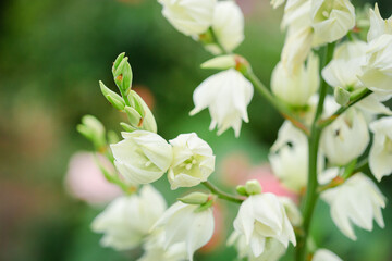 White flowers blooming on tall stem with soft focus background. Garden and beauty in nature concept