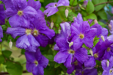 Vibrant purple clematis flowers in full bloom. Floral beauty and gardening concept