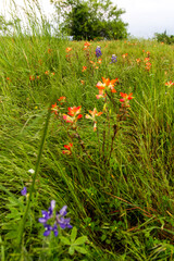 Indian Paintbrush and Bluebonnets, Bluebonnet Park, Ennis, Texas