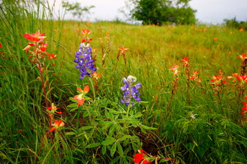 Indian Paintbrush and Bluebonnets, Bluebonnet Park, Ennis, Texas