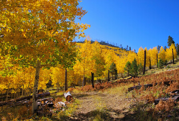 Aspens, Hochderffer Hills