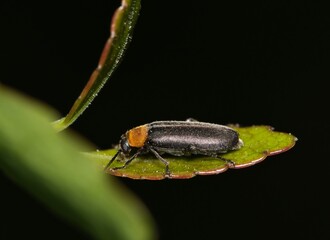 False darkling beetle (Osphya varians) on leaf night nature Springtime pest control.