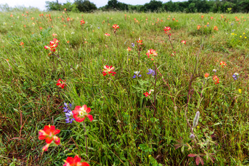 Indian Paintbrush and Bluebonnets, Bluebonnet Park, Ennis, Texas