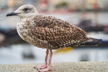 A European herring gull, a seabird of the Charadriiformes order, stands on a concrete wall with a...