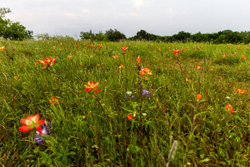Indian Paintbrush and Bluebonnets, Bluebonnet Park, Ennis, Texas