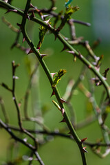 first early spring buds on branches march nature selective focus