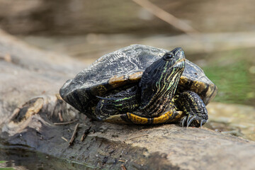 Snapping Turtle Close up