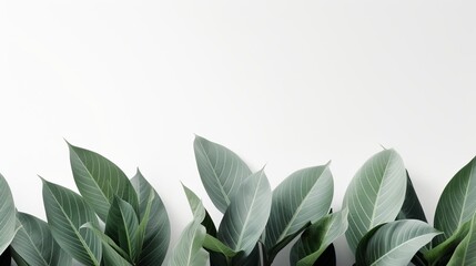 A row of green leaves are on a white background