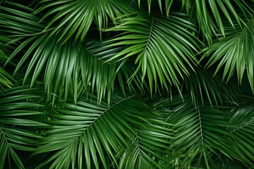 A lush green palm tree with leaves that are long and thin