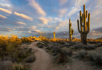 Desert Hiking & Mountain Biking Trail Morning Time Scottsdale AZ