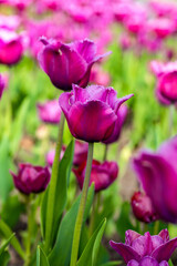 Obraz premium pink tulips in the garden