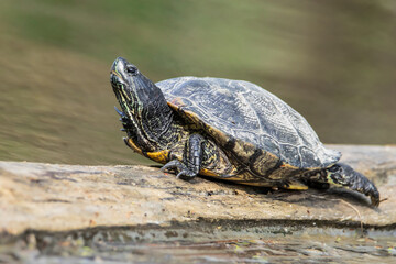 Snapping Turtle  on a log