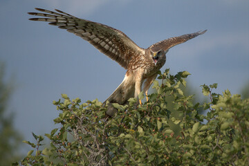 Northern harrier with wings wide open