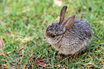 baby bunny