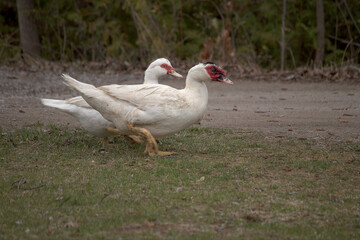 Domestic white duck on the grass