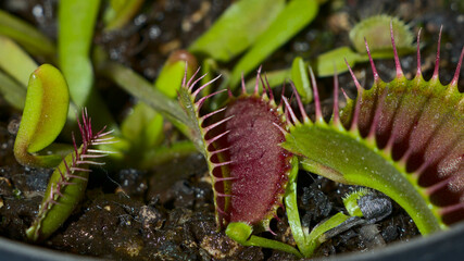 Venus flytrap Dionaea muscipula planted in a pot with its red traps open along with more mouths and with peat moss with more and with suckers emerging from the mother plant
