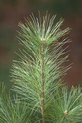 close up of white pine needles