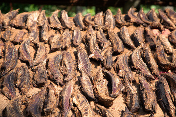 Tuna drying process on the coast of Sri Lanka