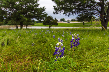 Field of Flowers, Bluebonnet Park, Ennis, Texas