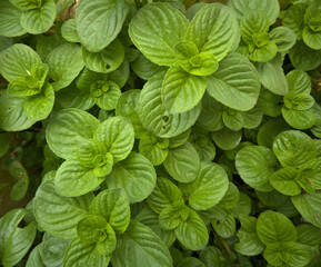 green leaves background