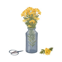 Bunch of tansy wild herb with yellow flowers isolated on white. Hand painted in watercolor. High quality illustration for eco design, cards, packages, essential oil production, oil infusions