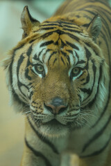 Animales de zoológico 