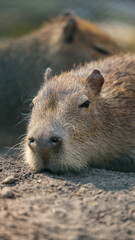 Animales de zoológico 