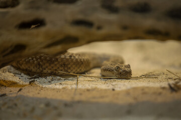 Animales de zoológico 