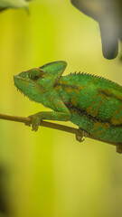 Animales de zoológico 