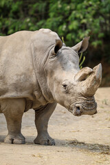 Obraz premium Animales de zoológico 