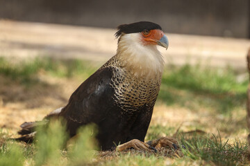Animales de zoológico 