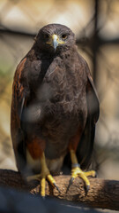 Animales de zoológico 