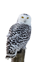 Owl isolated on transparent. Snowy owl, Bubo scandiacus, perched on birch stump in frosty morning. Arctic owl looking over shoulder. Beautiful white polar bird with yellow eyes. Winter in wild nature.