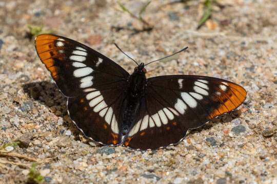 Lorquin's admiral sunbathing on gravel trail. Los Altos Hills, Santa Clara County, California, USA.