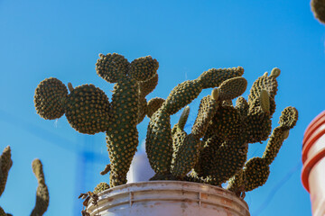 Cactus growing in a rustic pot in the shade
