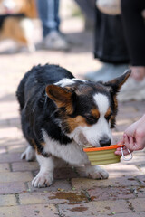 Welsh Pembroke Corgi dog walks in a city park on a sunny day. Drinks water from a collapsible bowl. Cheerful fussy puppies. Raising puppies, cynology, training