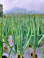 Closeup view of onion plants located in a small village in Sumowono, Central Java, Indonesia. Fresh...
