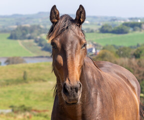 Obraz premium Chestnut coloured or colored horse closeup looking at at camera